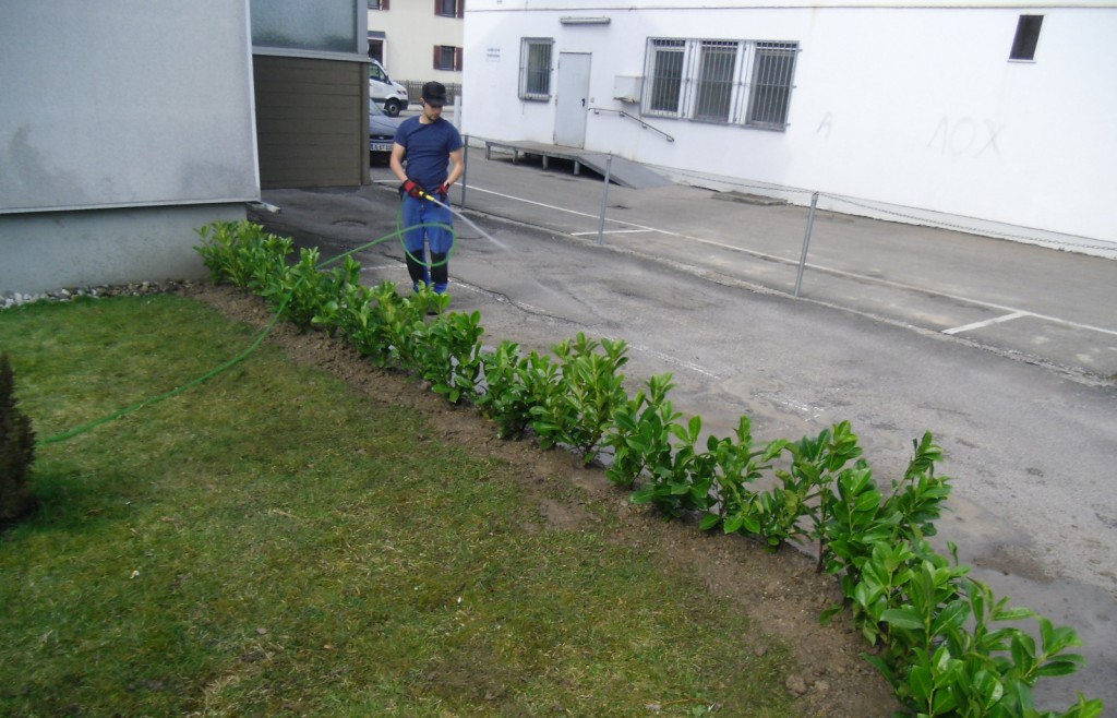 Hecke bewässert