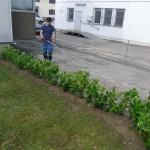 Hecke bewässert