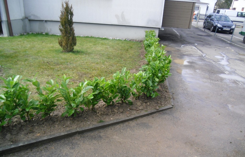Kirschlorbeer - Hecke