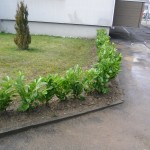 Kirschlorbeer - Hecke